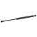gas spring, hood 12641 FEBI