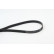 V-Ribbed Belts 6PK1693 Contitech, Thumbnail 2