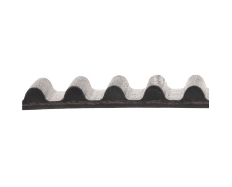 Timing Belt ADC47519 Blue Print, Image 2