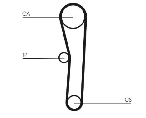 Timing Belt CT536 Contitech, Image 5