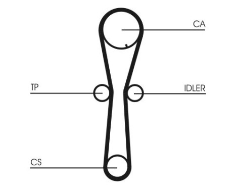 Timing Belt CT954 Contitech, Image 4