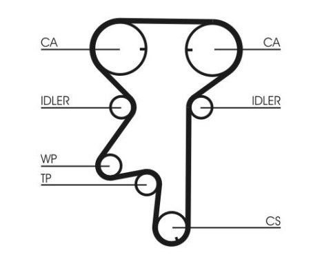 Timing Belt CT975 Contitech, Image 3