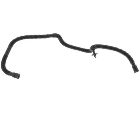 Hose, cylinder head ventilation