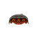 Distributor Cap