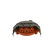 Distributor Cap