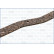 Gasket, oil sump, Thumbnail 3