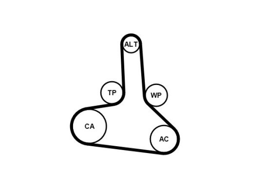 Courroie crantée CT1245 Contitech, Image 2