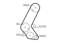 courroie de distribution 5595XS Gates