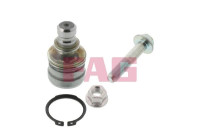 Rótula