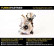 Turbocompresseur, suralimentation, Vignette 3